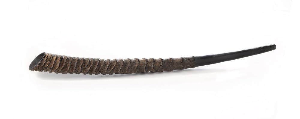 Autentico Oryx/Gemsbok Horn Shofar (misurato da punta a punta), suono profondo e risonante, set completo con spray neutralizzante gli odori e guida completa, articolo Judaica unico (50,8 - 61 cm)