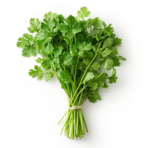 300 Semillas de Cilantro - SemiSauvage Permacultura
