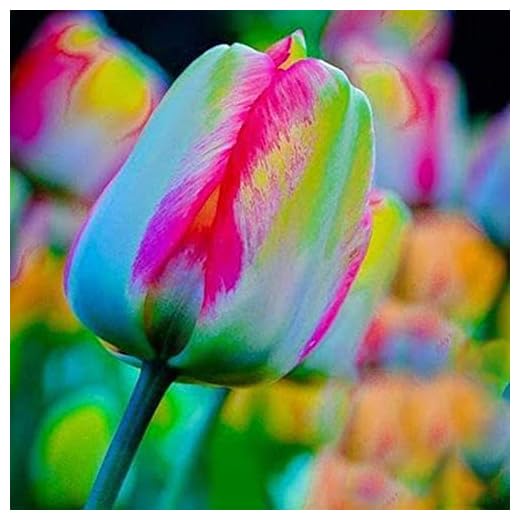 Haloppe Semillas de plantas de flores de tulipán de 5 uds para plantar en el jardín del hogar, semillas de bulbos de tulipán perennes naturales de semillas de tulipán para patio Semilla de tulip