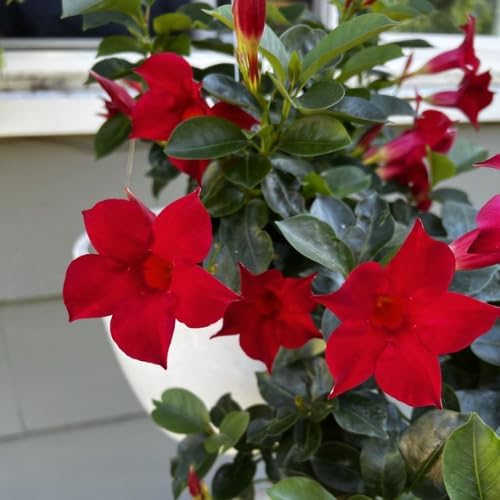 Miniatura 2 de Juego de 2 plantas vivas de mandevilla roja, plantas de mandevilla de 5 a 9 pulgadas de alto en maceta, flores perennes bien enraizadas, plantas