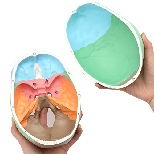 Image of LYOU Human Skull Model for Learning (Colored Skull)