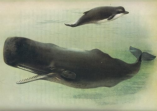 Peinture sur Toile Baleine à Nez de Bouteille Cachalot Déco Chambre Nordique 60x90