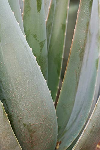 Forever Aloe Heat Lotion | Wrmende Pflegende Lotion | Hilft bei  gestressten Muskeln & leichten Verspannungen | Wertvolle Nhrstoffe: Aloe  Vera, Menthol, Eukalyptusl, Sesamoel und Aprikosenkernl : Amazon.de:  Drogerie & Krperpflege