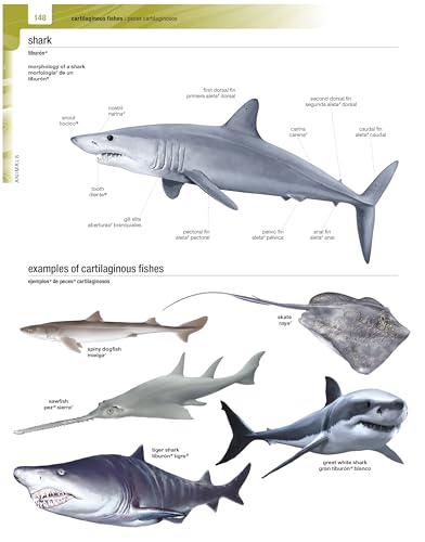 Merriam-Webster’s Spanish-English Visual Dictionary - Features 8,000+ Full-Color Illustrations & 22,500 Terms