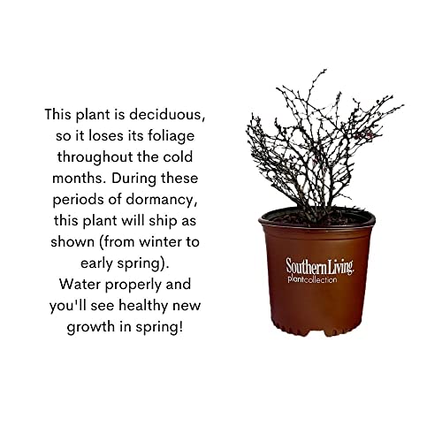 2 Gallon, Southern Living Orange Rocket Barberry, With Coral To Ruby Red Foliage #TOP6