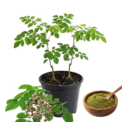 2 Moringa Trees Live Plants Moringa Oleifera Drumstick Plant Live 4 Inc Pot Herb Garden Planting Outdoor