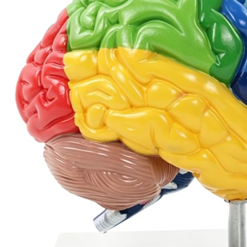 Modelo de cerebro de PVC para decorar consultas de psicología y neurociencia 6