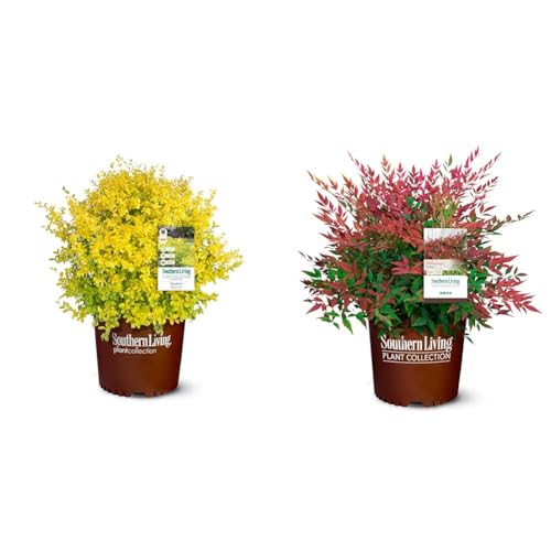 Southern Living Sunshine Ligustrum and Obsession Nandina 2 Gallon Shrubs