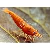 Swimming CreaturesTM Premium Neocaridina Shrimp A Perfect Combo to Brighten Your Aquarium! (10 Premium Mix + 3 Assassin Snail)