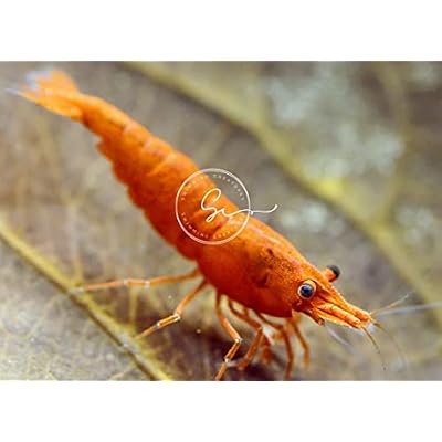 Swimming CreaturesTM Premium Neocaridina Shrimp A Perfect Combo to Brighten Your Aquarium! (10 Premium Mix + 3 Assassin Snail)