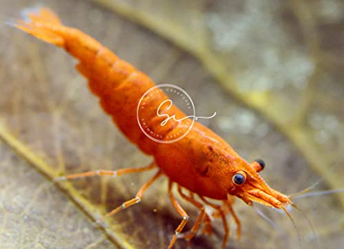 Live Aquarium Shrimp - Premium Neocaridina & Caridina (Blue Dream/Red/Goldenback/others) 10 Pack
