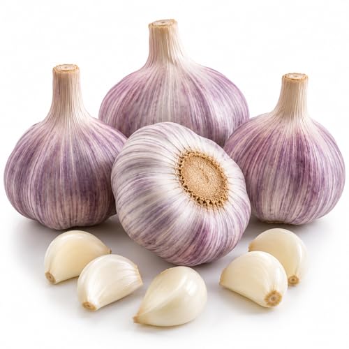 4 Music Garlic Bulbs for Planting Large Heirloom Hardneck Seed Garlic High Yield Cold Hardy Fall Planting