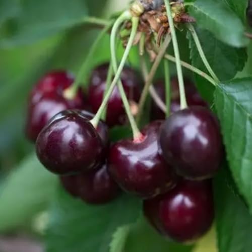 PIANTA DA FRUTTO CILIEGIA DURONA 2 in vaso 20 - età 2/3 anni (foto reali)