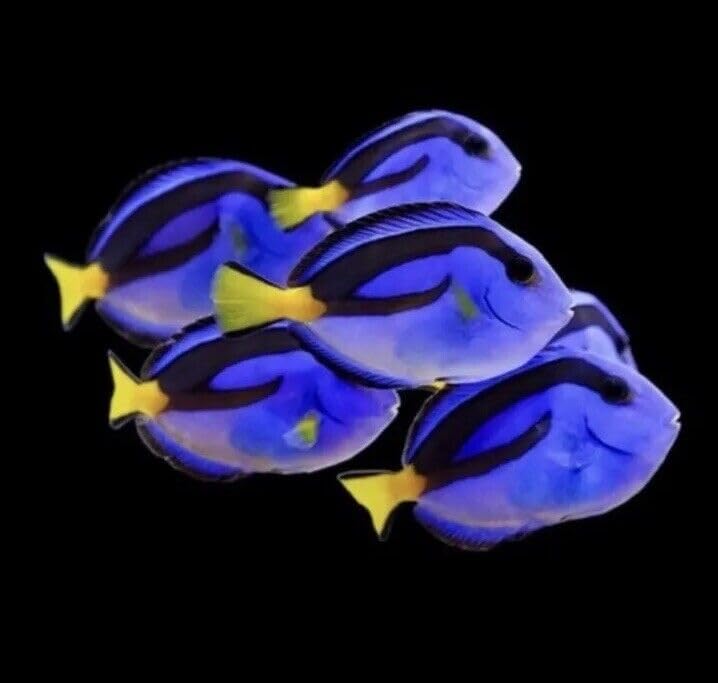 2 Blue Tangs - (Saltwater Aquarium Fish)