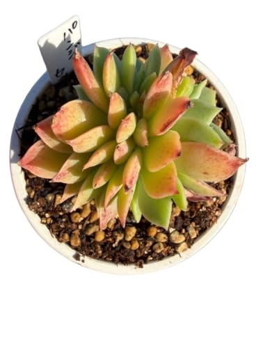 �����A�� �p���W�[�ԉ�