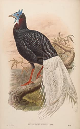 Cuadro de aves John Gould Lobiophasis Bulweri sobre lienzo decorativo de 60x90cm para salón