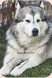 Faszination Alaskan Malamute