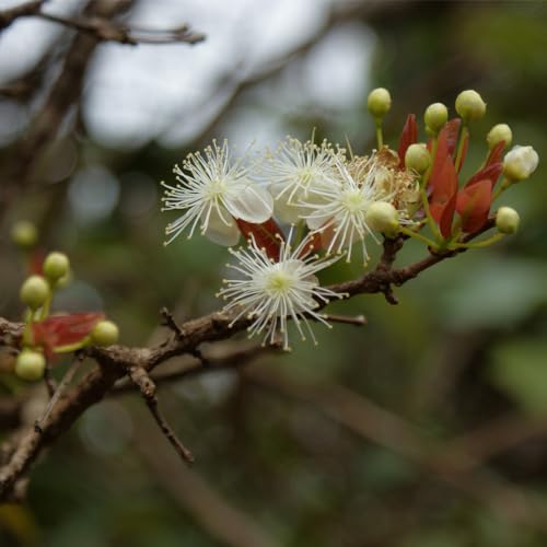 Genérico, Muda de Cravo Da India 20 a 40cm AMK - Plantas Online