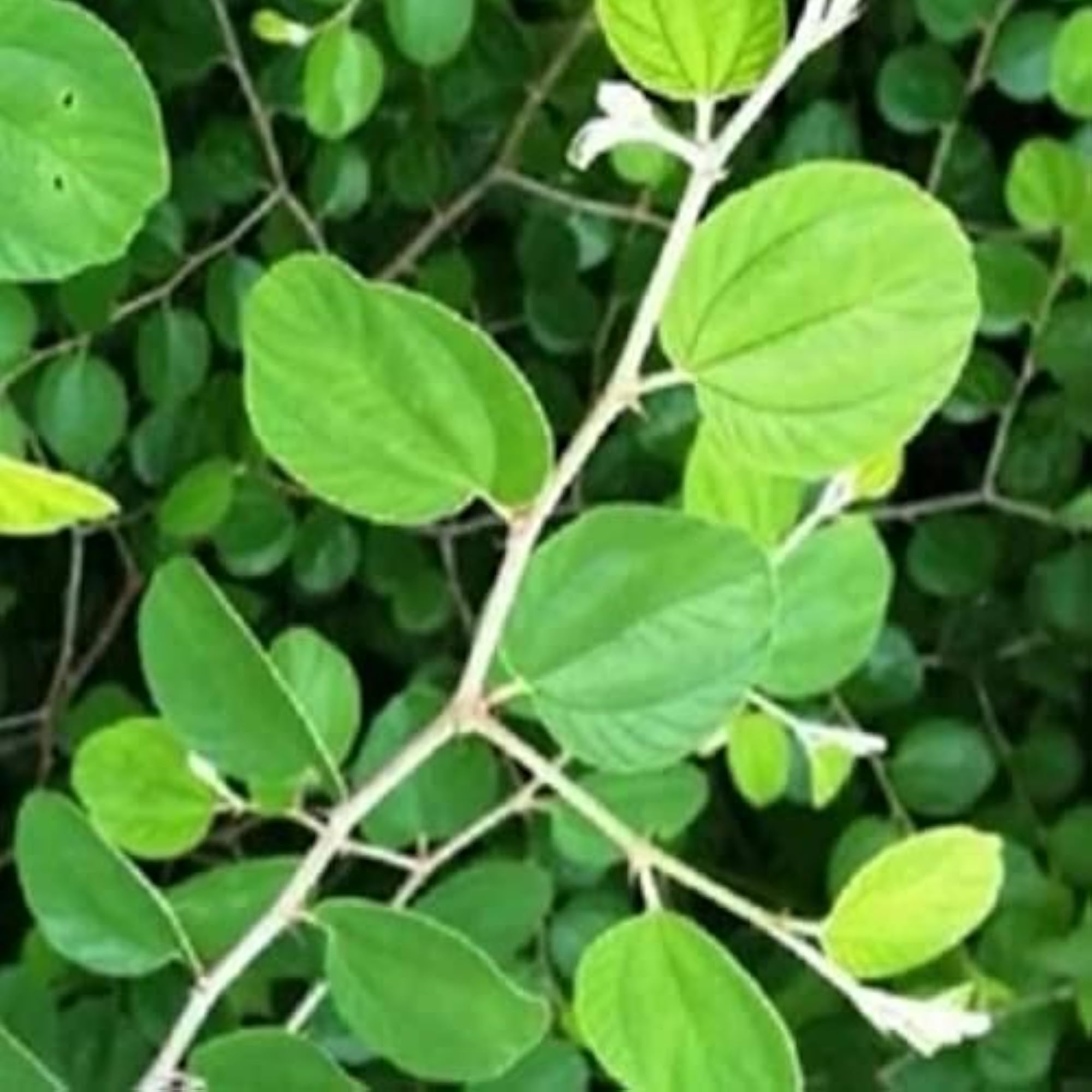 Natural Plum Leaf Set of 50 Leaves