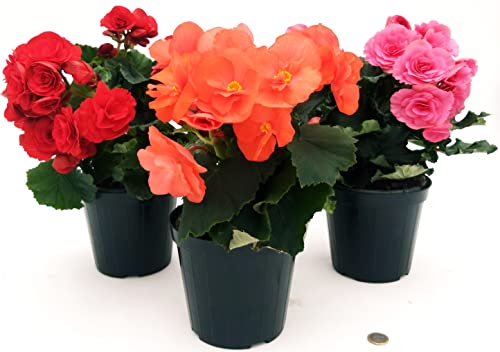POWERS TO FLOWERS - BEGONIA SET 3 COLORI, ROSA INTENSO - ROSSO - ARANCIONE, VASO 14 CM DIAMETRO, piante vere