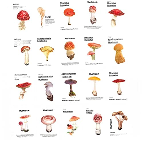 Onsinic 50 Stücke Segnose Karte Nette Pilz Leere Pflanze Klebrige Notizen Postkarte Geschenke Stationery DIY Dekoration Cover