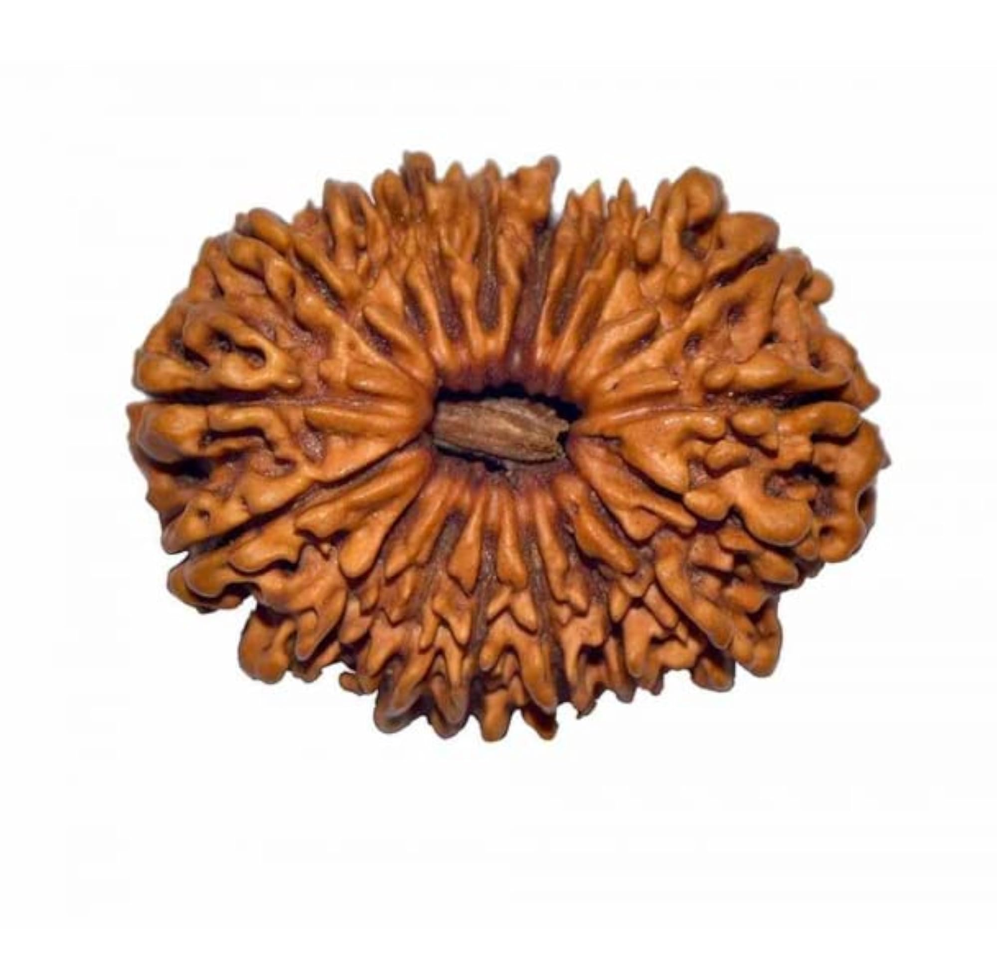 18 Mukhi Rudraksha with Silver Capping, Certified