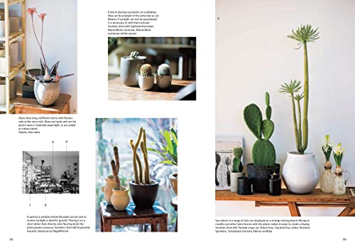 Succulents for Beginners: A Year-Round Growing Guide for Healthy and Beautiful Plants (Over 200 Phot