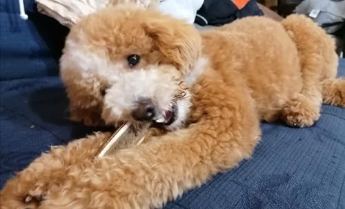 ARTISAN GIFT CO Rothirsch Geweih Hunden Kausnack Halbe Stange für Welpen oder Hunde - Mindestgewicht 51 Gramm (M - 1 stück)