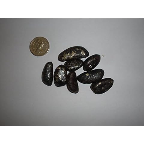 American Pawpaw, Asimina triloba Improved, Poor Mans Banana x 25 Seeds Cover