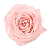 Amazon｜大地農園 日本製 プリザーブドフラワー プチシャーロット 花径