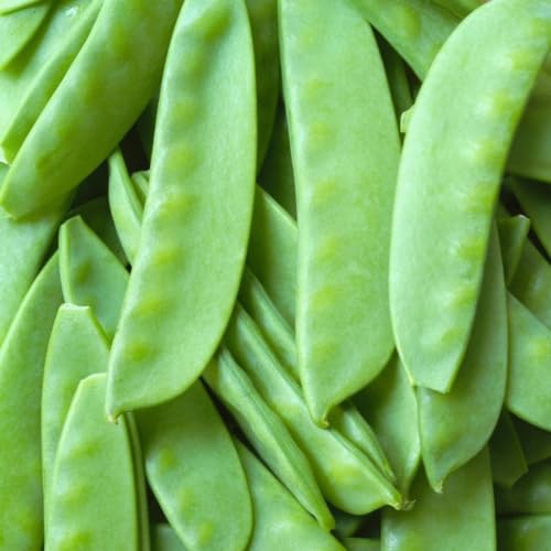 Sementes de Ervilha Torta Relva (Linha Carol Costa) ISLA