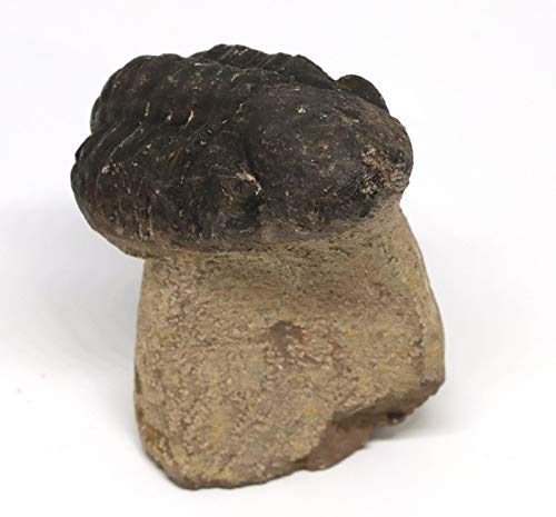 Reedops Trilobite Fossil 390 Million Years Old #15170 6o