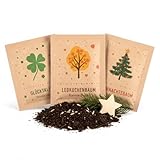 Saatgut 3er Set – Weihnachtsbaum, Glücksklee & Lebkuchenbaum – nachhaltige Pflanzgeschenke für Adventsbefüllung, Wichtelgeschenk, Nikolausstiefel & kleine Weihnachtsgeschenke