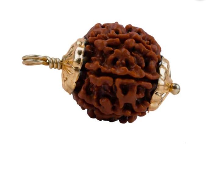 SRT Rudra 7 Mukhi Rusraksha Original Certified Saptmukhi Rudraksha With Silver Capping 7 Face Rudraksha 7 मुखी रुद्राक्ष Seven Mukhi Rudraksha Original Brown Saat Mukhi Rudraksha Original 7 Mukhi Rudraksha Pendant For Wearing-picture-45