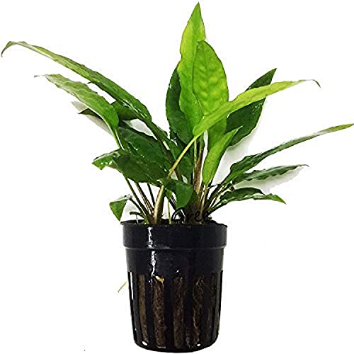 Buy Cryptocoryne usteriana