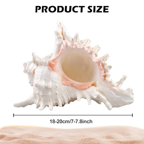 Natürliche Muscheln,18-20cm Große Natürliche Muschelschalen,Riesige Ocean Muschel,Große Muscheln Zum Basteln Für DIY Handwerk Dekor,Strand-Mottopartys,Hochzeitsdekor