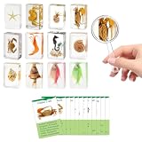 QNCMBUG 12 Pcs Marine Specimen Set in Resin