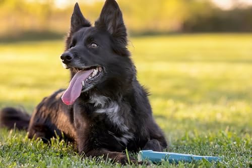 PlayDog Stick – Gummistab für Hunde aus Naturkautschuk | Apportierspielzeug & Robustes Kauspielzeug in Stockform | Zahnschonend, langlebig & sicher für Starke Kiefer, 25 × 3,2 cm