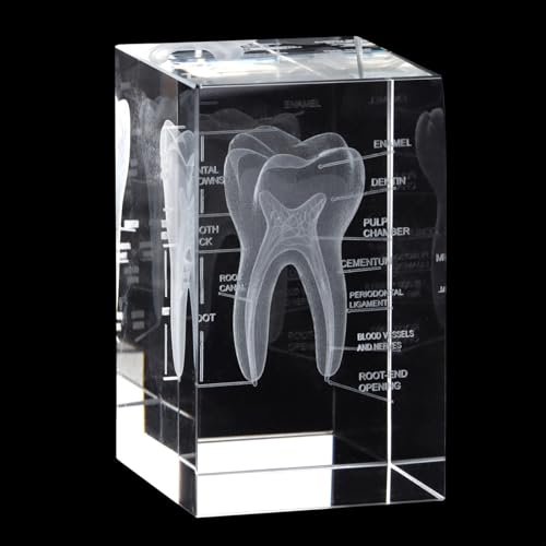 Bosreroy Crystal Human Tooth Model, Laser Etched 3D Tooth Design for Decoration, Gift for Dentists, Home Or Office