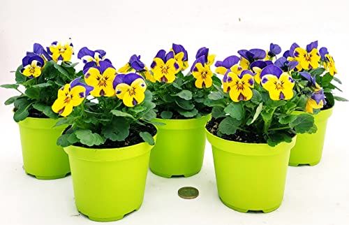 POWERS TO FLOWERS - VIOLE DEL PENSIERO, VIOLA A FIORE PICCOLO GIALLO/VIOLA, 5 PIANTE, Vaso 10,5cm diametro, piante vere
