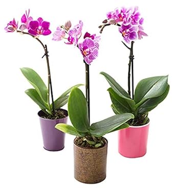 KaBloom Live Orchid Plant Collection