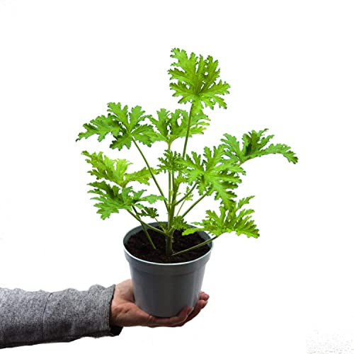 Geranio Antimosquitos Natural Planta Aromática con Olor a Citronella