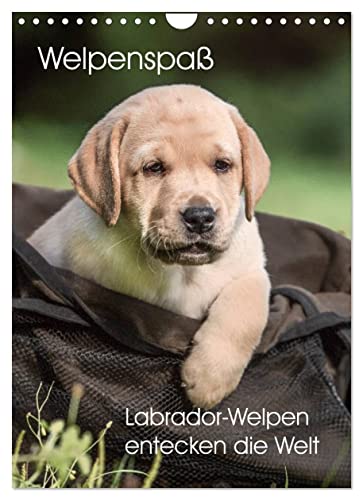 Charcoal Labrador Welpen – Die 15 besten Produkte im Vergleich ...