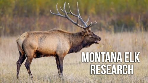 Why Can't Hunters find Bulls? | Week of July 21 cover art