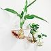 Outgeek 3 Pcs Fish Bowl Wall Fish Bubble Wall Hanging Bowl Clear Glass Vase Flower Plant Pot Aquarium (3 pcs-3.94 in, 4.72 in, 5.91 in)
