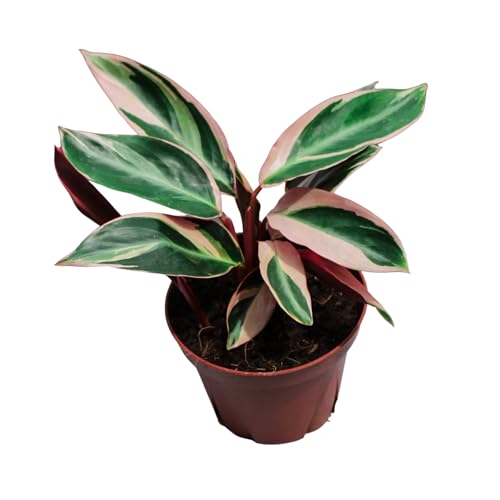 CoollectivePlants Stromanthe Triostar – Live Plant in 4″ Growers Pot,