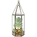 Deco Glass Terrarium, Succulent & Air Plant (Tall)