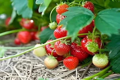 Image of Bigreen Live Red Gauntlet Strawberry Plant a€ inch Healthy Hybrid Live Fruit Plant for Home Gardening, Balcony, Terrace, Organic Farming a€ inch High Yield & Fast Growing - Pack of 1