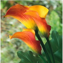 (3) Spectacular Flowering Perennials,Tropical Sunrise Calla Lily, Beautiful Flower Bulbs, Plants, Flowers