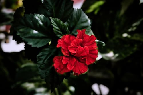 Image of Double Petal Red Hibiscus Flower Live Plant | Most Beautiful Indian Plant | Panch Mukhi Red Hibiscus for Pooja | Home Gardening Outdoor & Indoor Planting |(Without Pot)